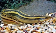 peacock eel 